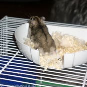 Photo de Hamster