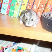 Photo de Hamster