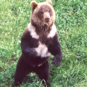 Photo d'Ours