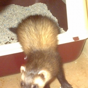 Photo de Furet