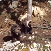 Photo d'Ours