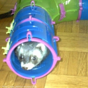 Photo de Furet