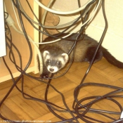 Photo de Furet