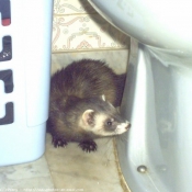 Photo de Furet