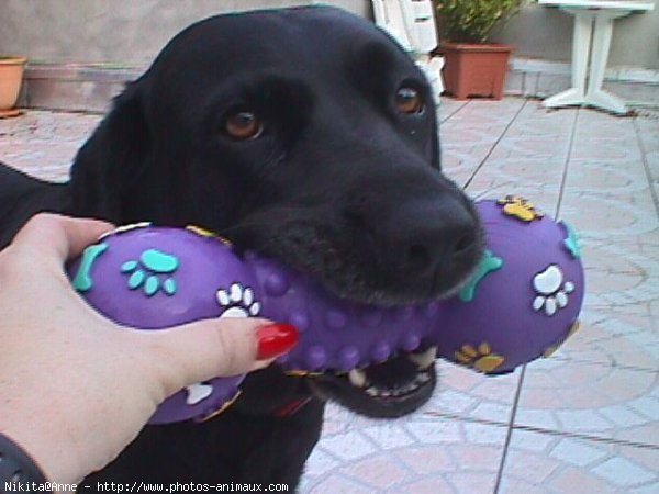 Photo de Labrador retriever