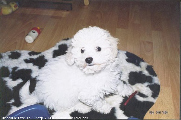 Photo de Bichon  poil fris