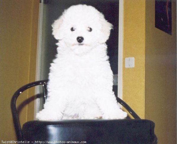 Photo de Bichon  poil fris