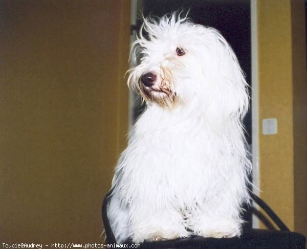 Photo de Coton de tulear