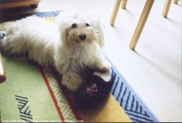 Photo de Coton de tulear