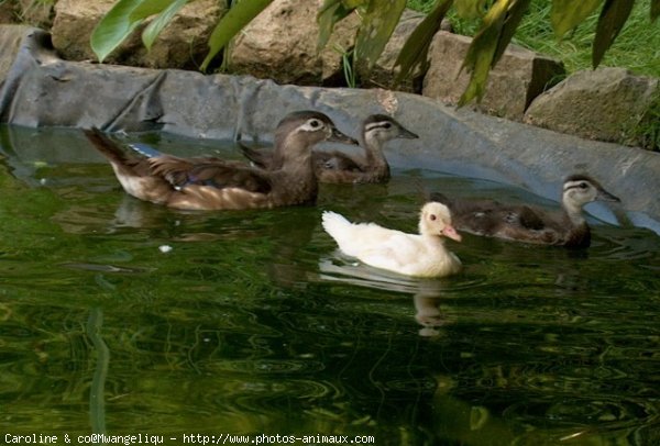 Photo de Canard