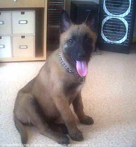 Photo de Berger belge malinois