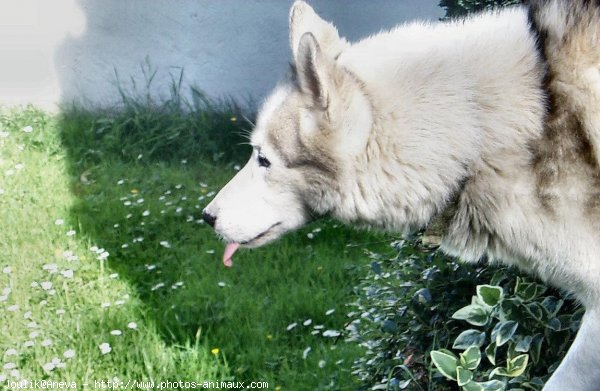 Photo de Husky siberien