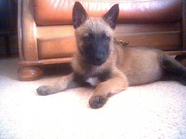 Photo de Berger belge malinois