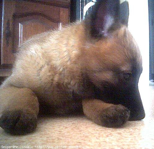 Photo de Berger belge malinois