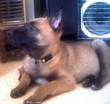 Photo de Berger belge malinois