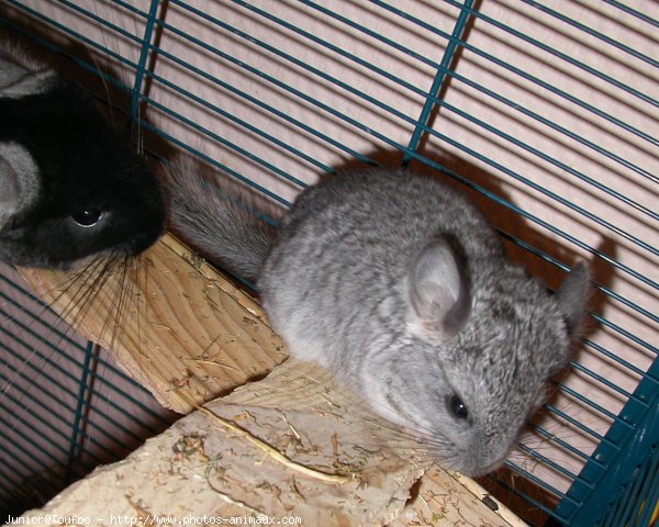 Photo de Chinchilla