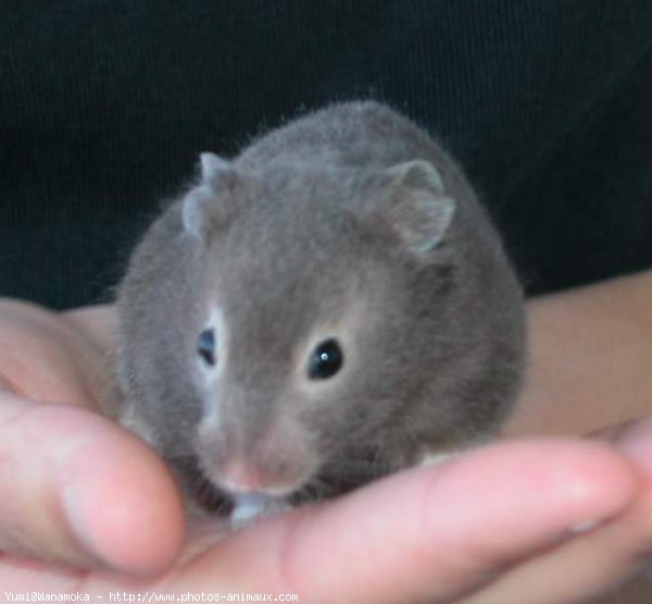 Photo de Hamster