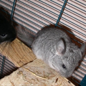 Photo de Chinchilla