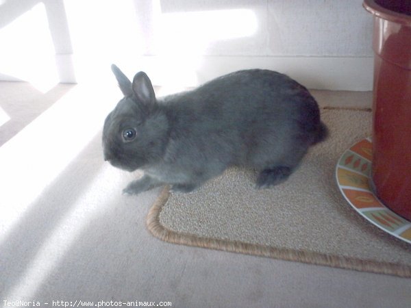 Photo de Lapin