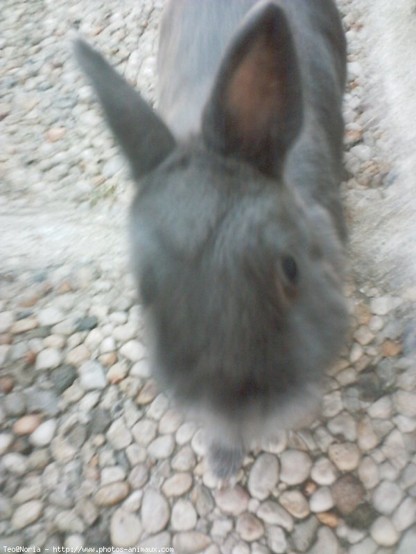 Photo de Lapin