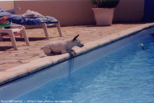 Photo de Jack russell terrier