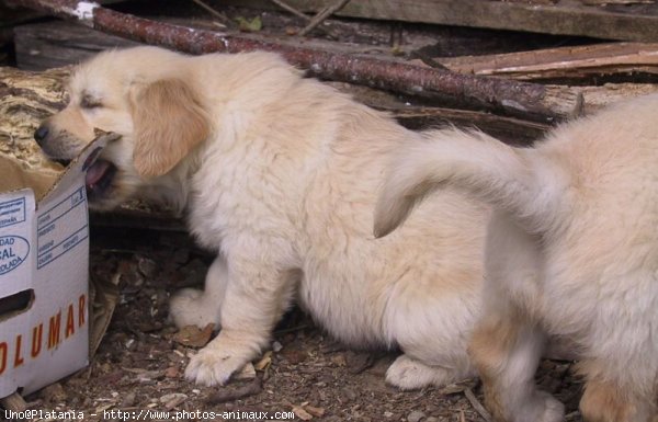 Photo de Golden retriever