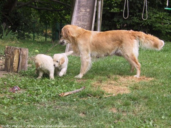 Photo de Golden retriever