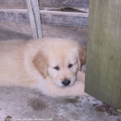 Photo de Golden retriever