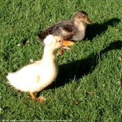 Photo de Canard