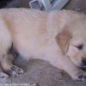 Photo de Golden retriever