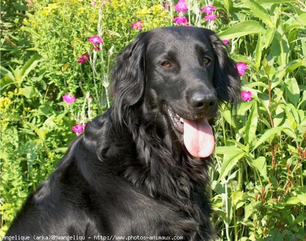 Photo de Retriever  poil plat