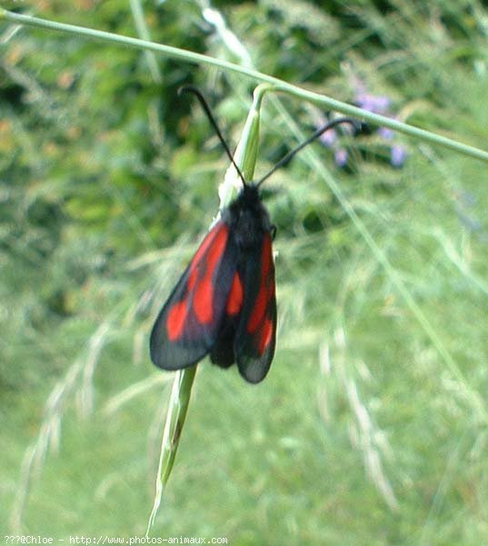 Photo de Papillon