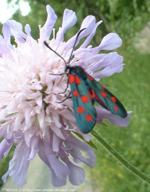 Photo de Papillon