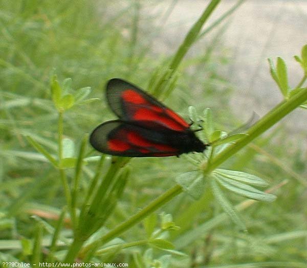 Photo de Papillon