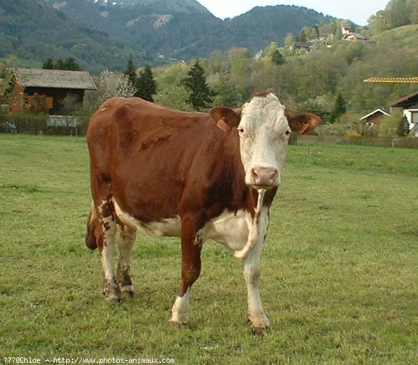 Photo de Vache