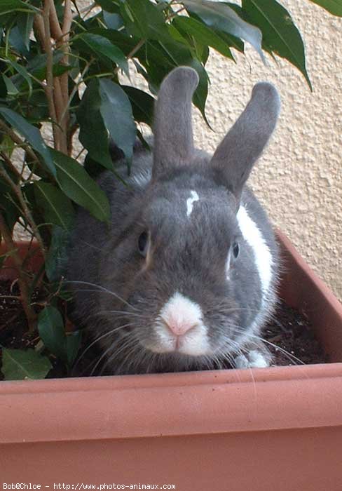 Photo de Lapin