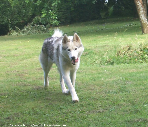 Photo de Husky siberien