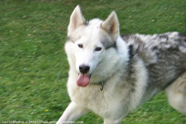 Photo de Husky siberien