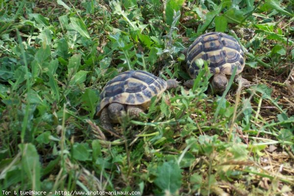 Photo de Tortue