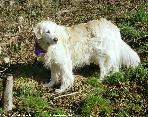 Photo de Golden retriever