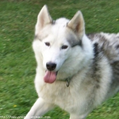 Photo de Husky siberien