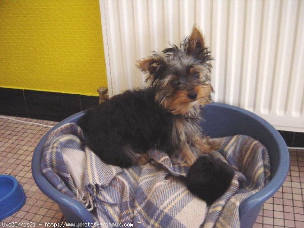 Photo de Yorkshire terrier