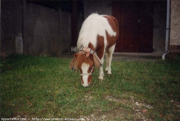 Photo de Shetland