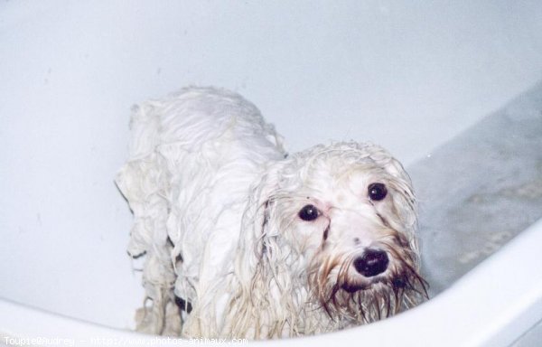 Photo de Coton de tulear