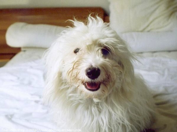 Photo de Coton de tulear