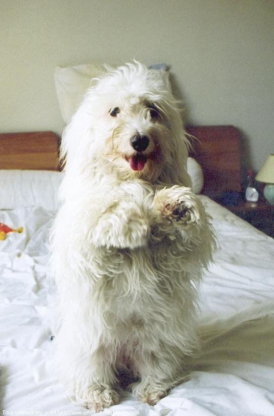 Photo de Coton de tulear