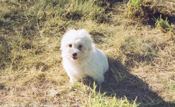 Photo de Coton de tulear