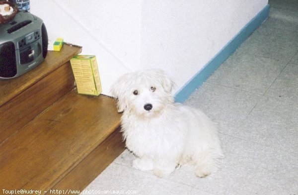 Photo de Coton de tulear