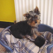 Photo de Yorkshire terrier