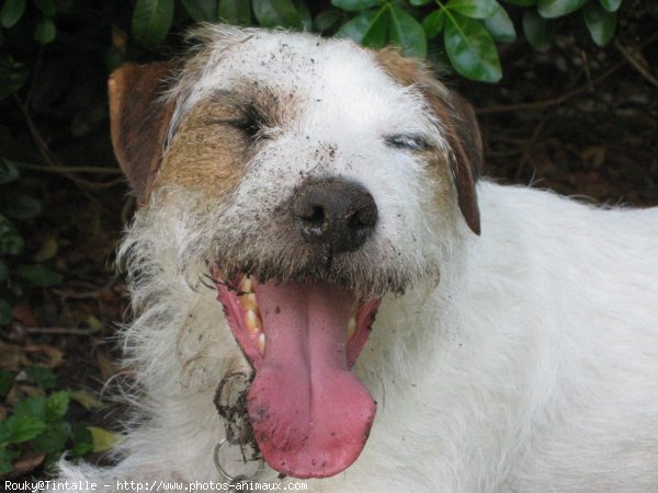 Photo de Jack russell terrier